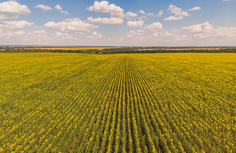 Aerial Drone Crop survey - crop yield - AI - Drone Survey