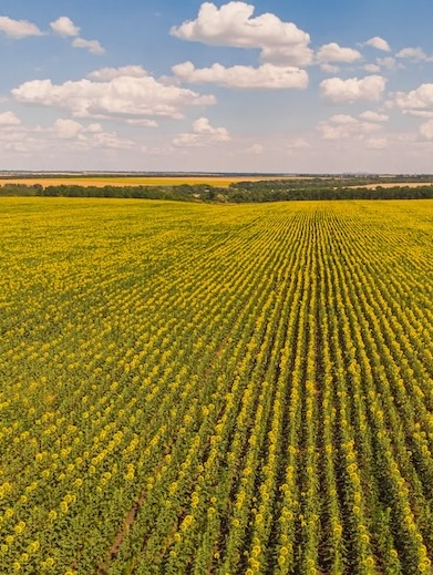Drone Vegetation Multispectral Survey Company UK Drone Vegetation Multispectral Survey Company UK